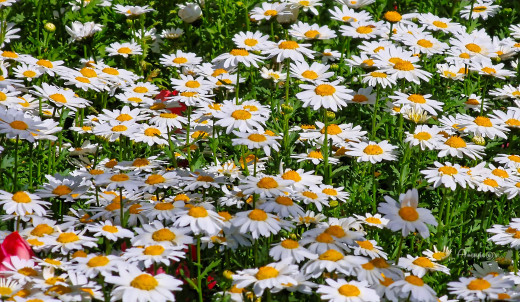 �1758912 �������(a): ����������:2560x1483